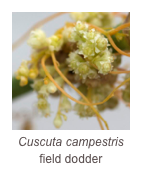 ￼Cuscuta campestris
field dodder