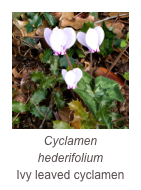 ￼Cyclamen hederifolium
Ivy leaved cyclamen