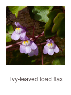 ￼Cymbalaria muralis
Ivy-leaved toad flax