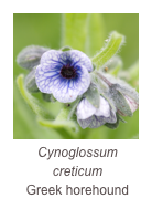 ￼Cynoglossum creticum
Greek horehound