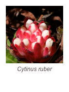 ￼Cytinus ruber
