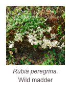 ￼Rubia peregrina.
Wild madder