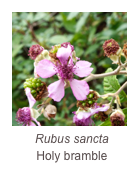 ￼Rubus sancta
Holy bramble