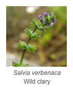￼Salvia verbenaca
Wild clary