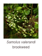 ￼Samolus valerandi
brookweed