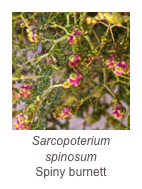 ￼Sarcopoterium spinosum
Spiny burnett