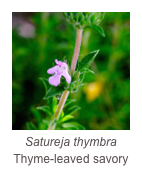 ￼Satureja thymbra
Thyme-leaved savory
