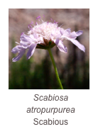 ￼Scabiosa atropurpurea
Scabious