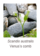 ￼Scandix australis
Venus’s comb