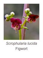 ￼Scrophularia lucida
Figwort