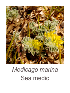 ￼Medicago marina
Sea medic
