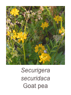 ￼Securigera securidaca
Goat pea