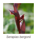 ￼Serapias bergonii
