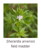￼Sherardia arvensis
field madder