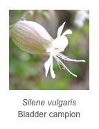 ￼Silene vulgaris
Bladder campion