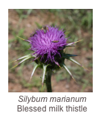 ￼Silybum marianum
Blessed milk thistle