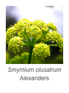￼Smyrnium olusatrum
Alexanders
