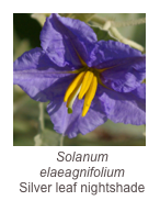 ￼Solanum elaeagnifolium
Silver leaf nightshade