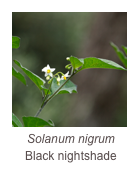 ￼Solanum nigrum
Black nightshade