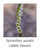 ￼Spiranthes spiralis.
Ladies tresses.