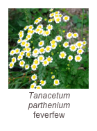 ￼Tanacetum parthenium
feverfew
