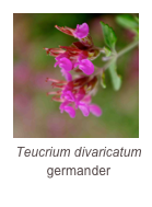￼Teucrium divaricatum
germander
