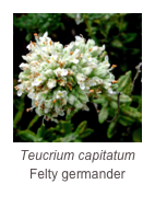 ￼Teucrium capitatum
Felty germander