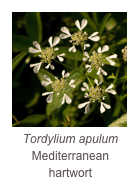 ￼Tordylium apulum
Mediterranean hartwort