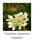 ￼Tordylium maximum
Hartwort