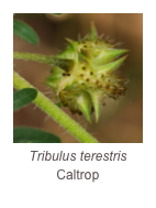 ￼Tribulus terestris
Caltrop