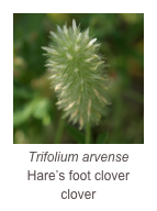 ￼Trifolium arvense
Hare’s foot clover clover