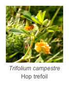 ￼Trifolium campestre 
Hop trefoil