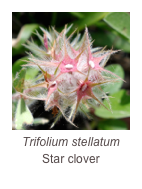 ￼Trifolium stellatum
Star clover