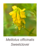 ￼Melilotus officinalis 
Sweetclover
