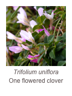 ￼Trifolium uniflora
One flowered clover
