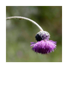 ￼Tyrimnus leucographus
