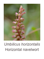 ￼Umbilicus horizontalis 
Horizontal navelwort
