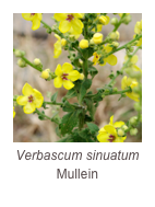 ￼Verbascum sinuatum
Mullein