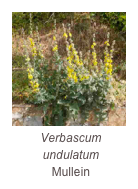 ￼Verbascum undulatum
Mullein