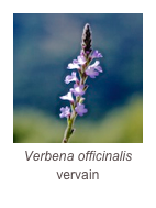 ￼Verbena officinalis
vervain