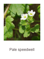 ￼Veronica cymbalaria
Pale speedwell
