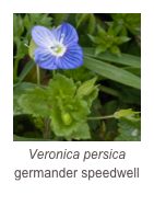 ￼Veronica persica
germander speedwell