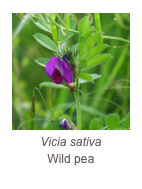 ￼Vicia sativa
Wild pea