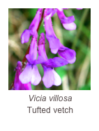 ￼Vicia villosa
Tufted vetch