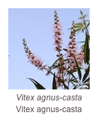 ￼Vitex agnus-casta
Vitex agnus-casta