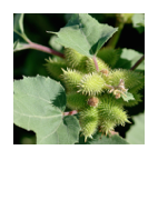 ￼Xanthium strumarium
Common cocklebur