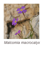 ￼Malcomia macrocalyx