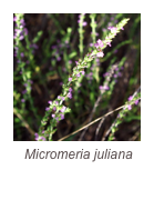 ￼Micromeria juliana
