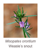 ￼Misopates orontium
Weasle’s snout