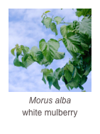 ￼Morus alba
white mulberry